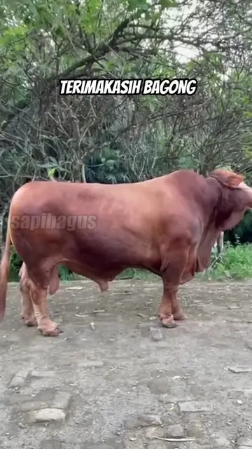 Terimakasih-Bagong-Sapi-Qurban-Jumbo-2024